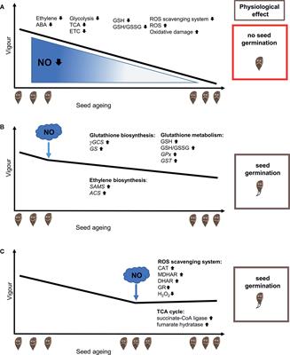 Effect of Nitrogen Reactive Compounds on Aging in Seed